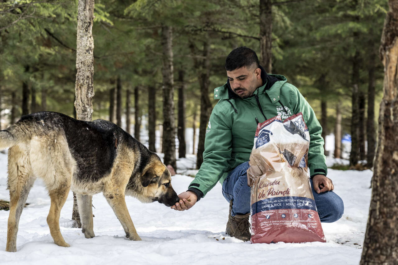 Toroslar’da yılkı atlarına kış desteği: Karboğazı’na yem bırakıldı 3